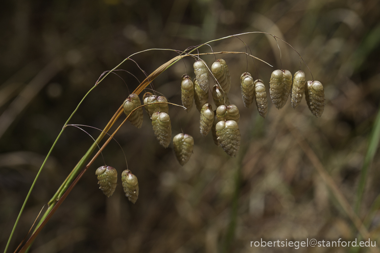 rattle snake grass